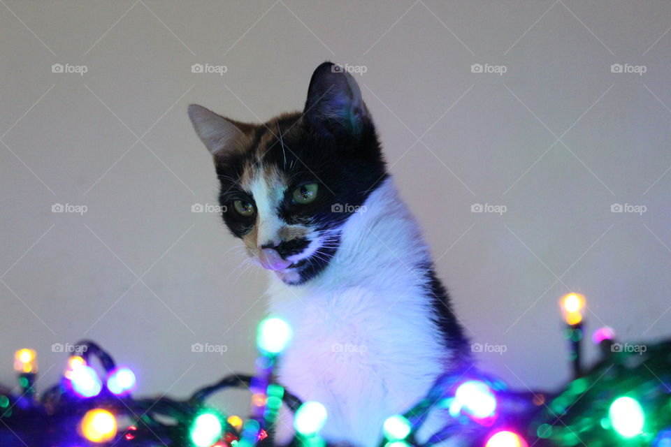 Kitty show little tongue