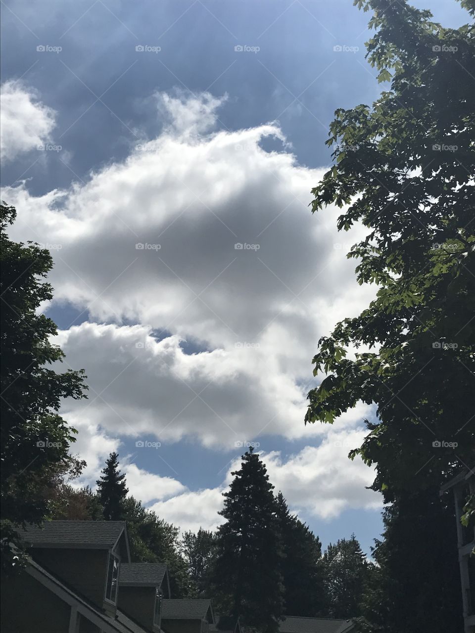 Stormclouds brewing between the trees