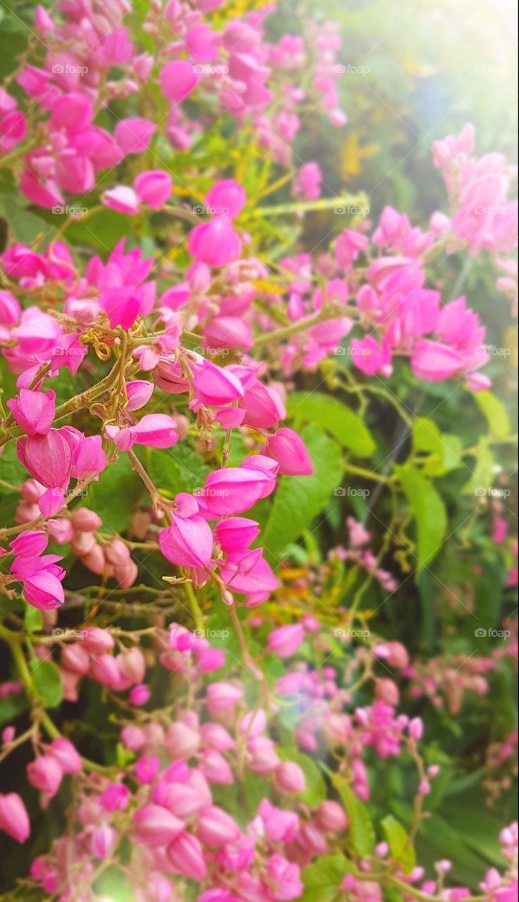 pink flower