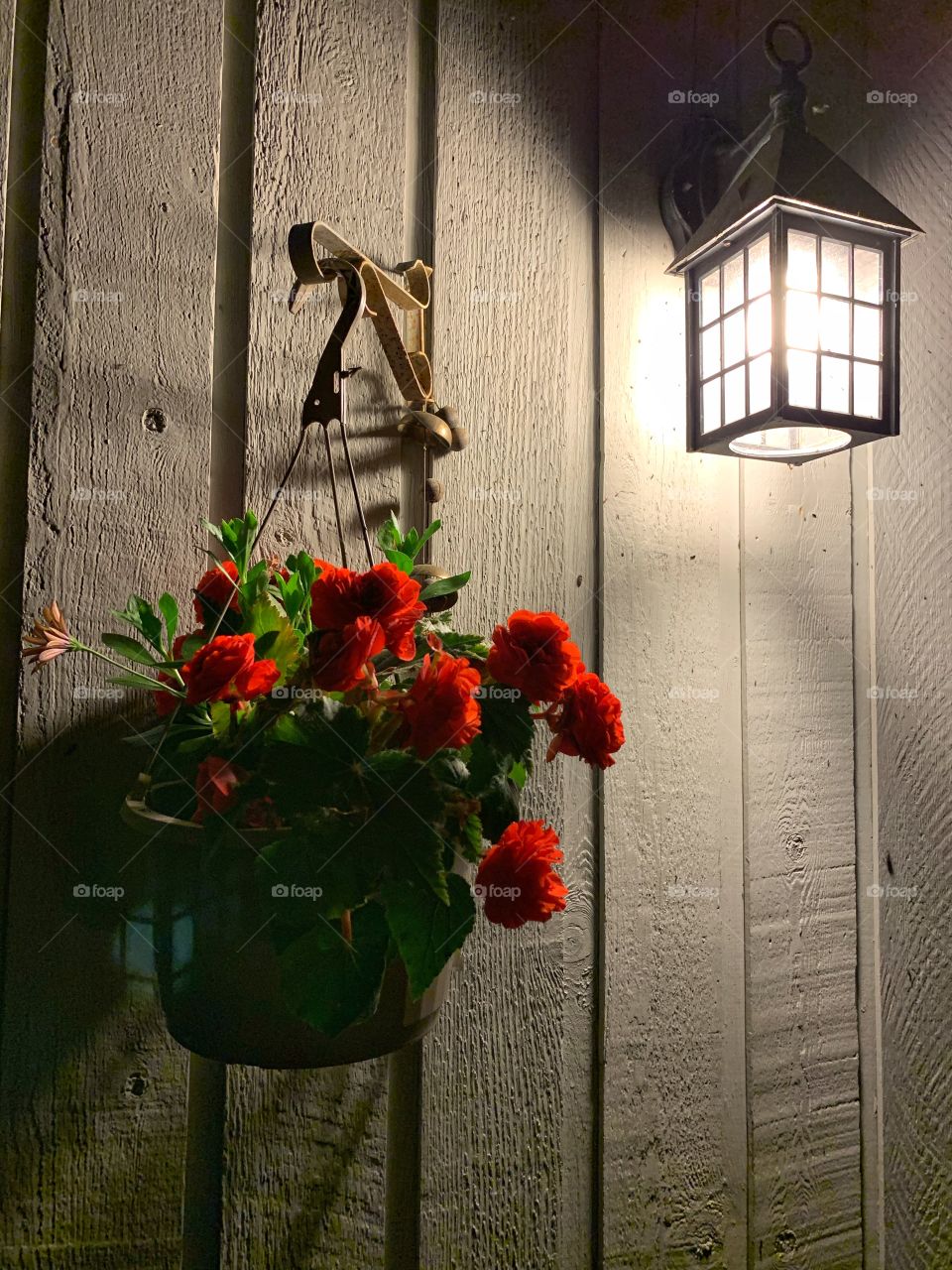 Red flower hanging in the wall with night lights. Hanging garden in the terrace. 