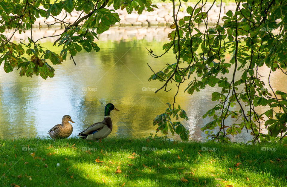 Ducks on green grass