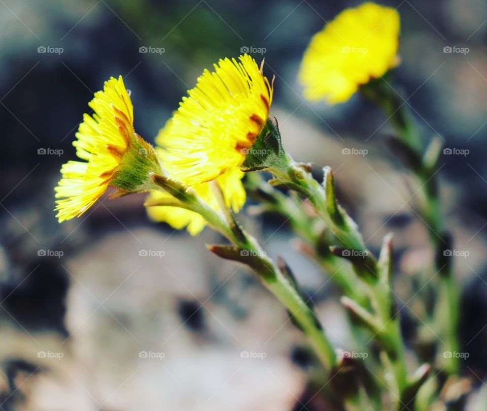 Yellow spring flowers with light