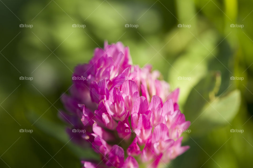 close up of clover but.  beautiful nature concept