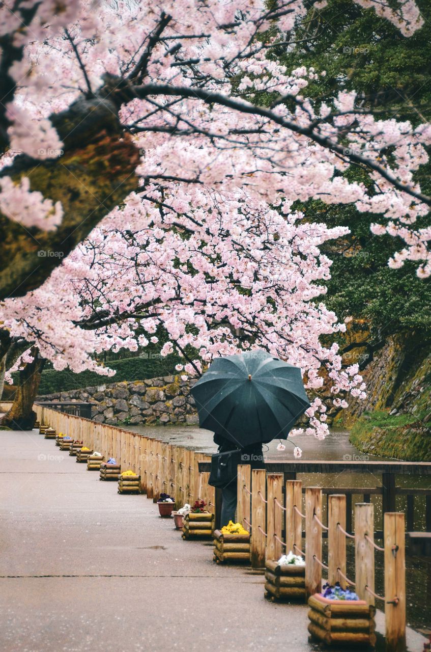 Walking in the rain during cherry blossom season