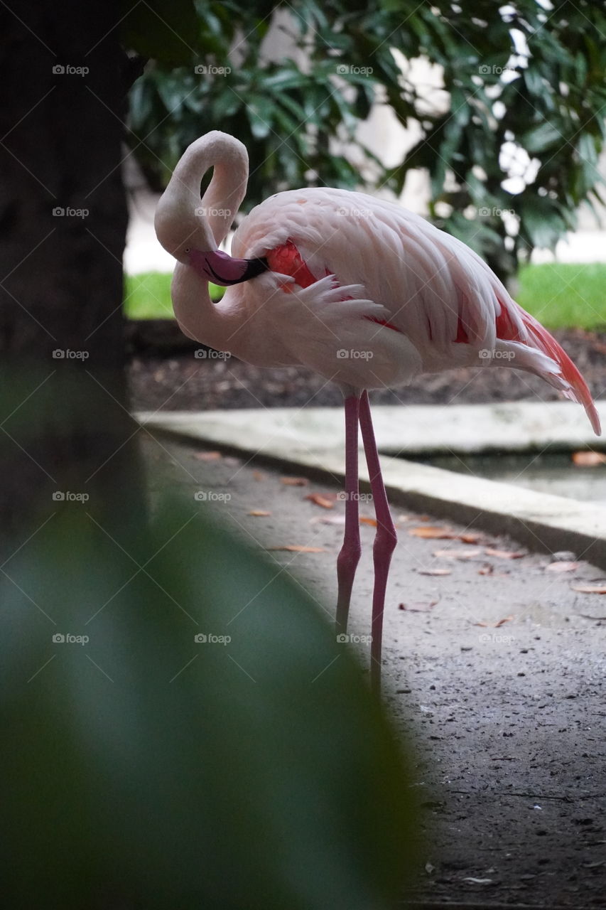 flamingo in the park 