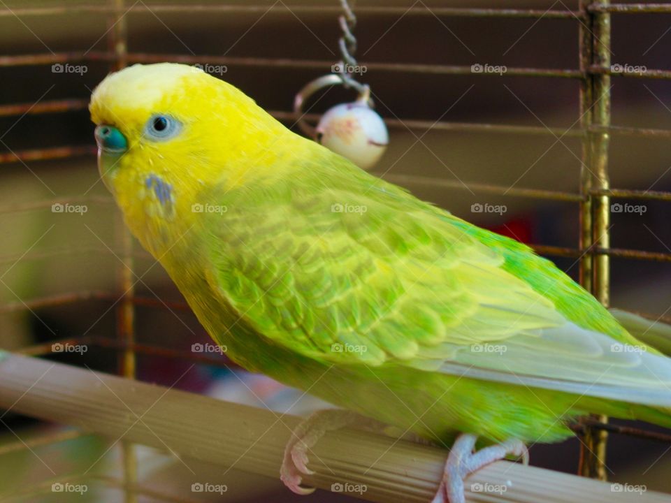 The parakeet