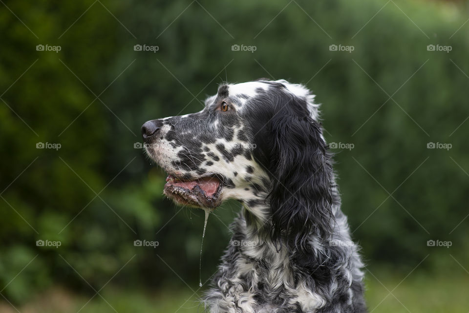 Dog English Setter with open mouth and long saliva