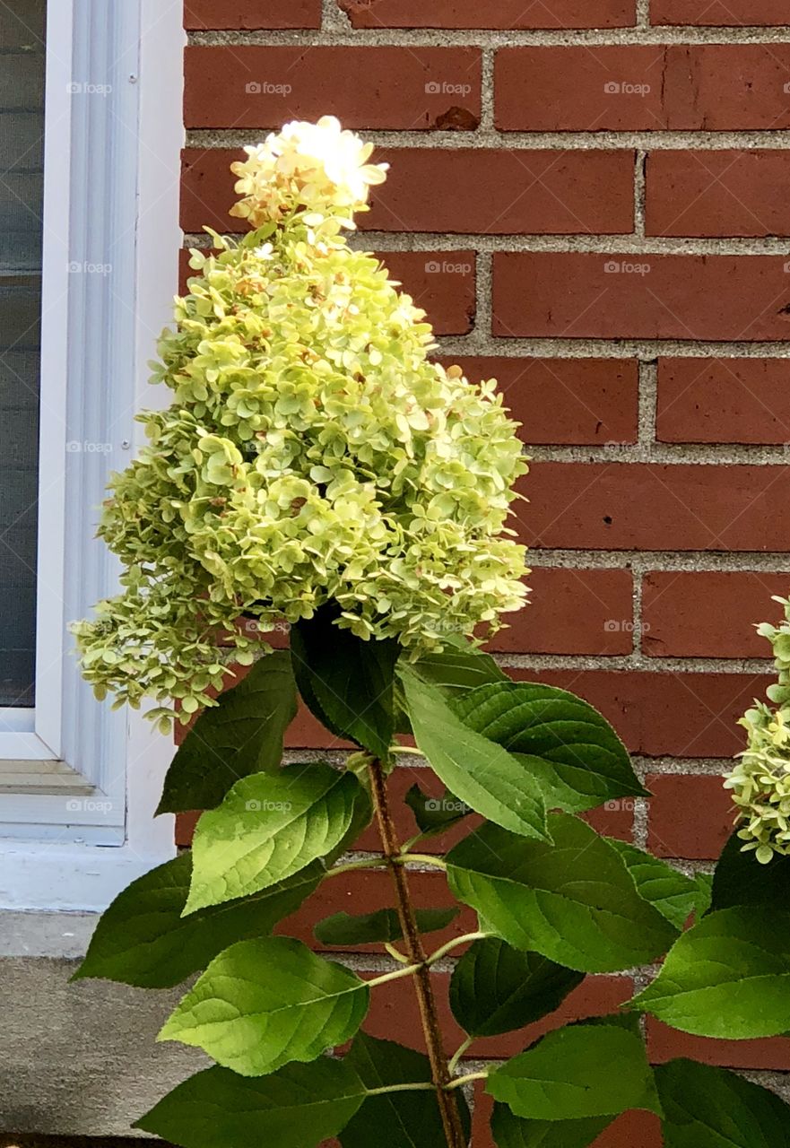 Hydrangea