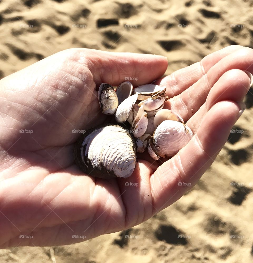 Hand holding bunch of shells