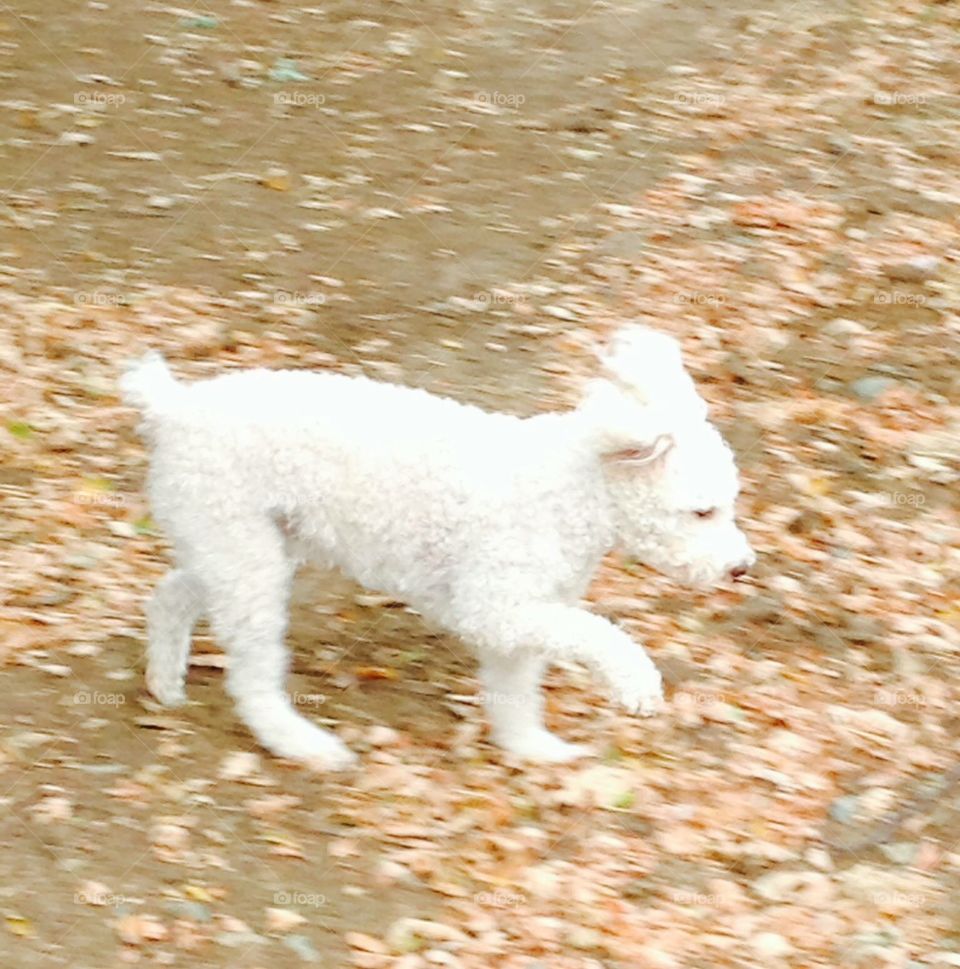 Labradoodle
Dog
Pet
Cute
Running