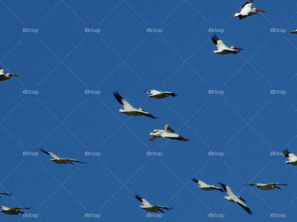 Pelicans heading north