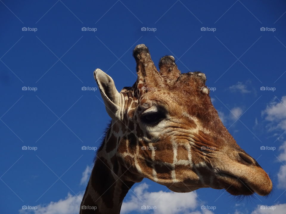 Giraffe Zoo