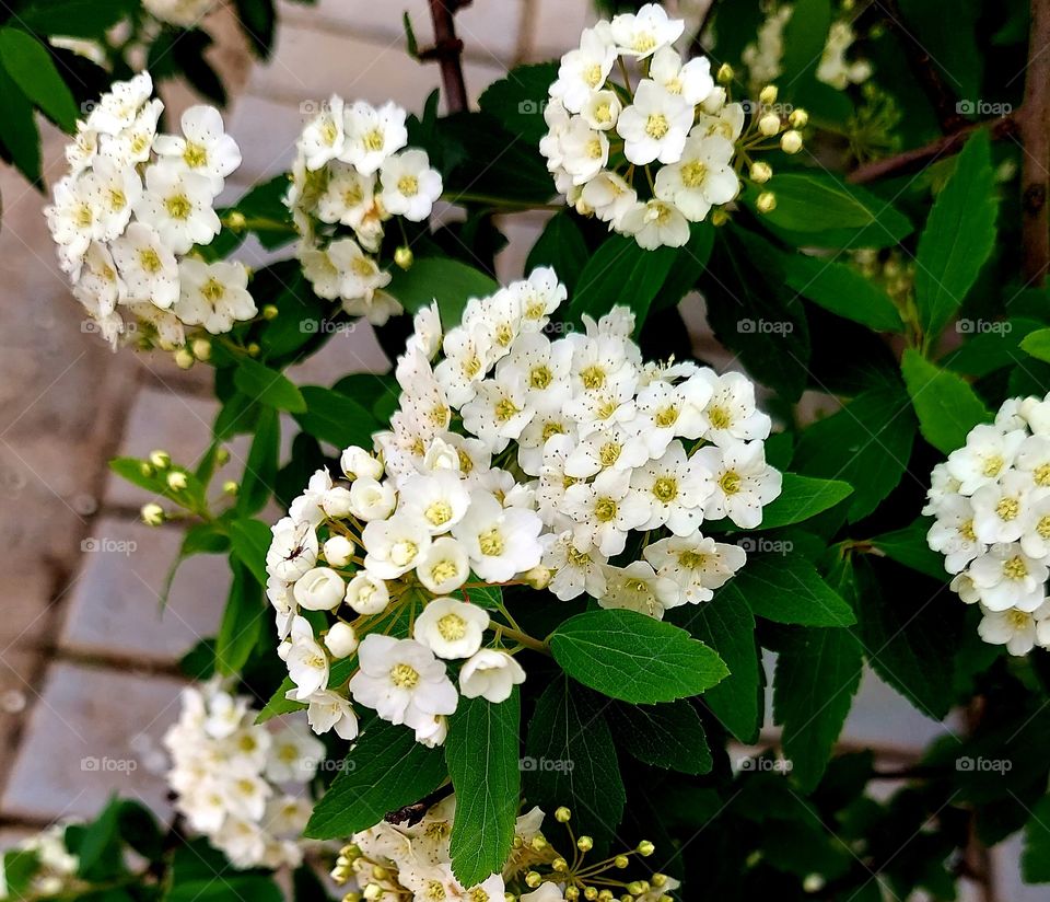 Delicadeza de flores brancas que contrasta com o cimento da cidade.