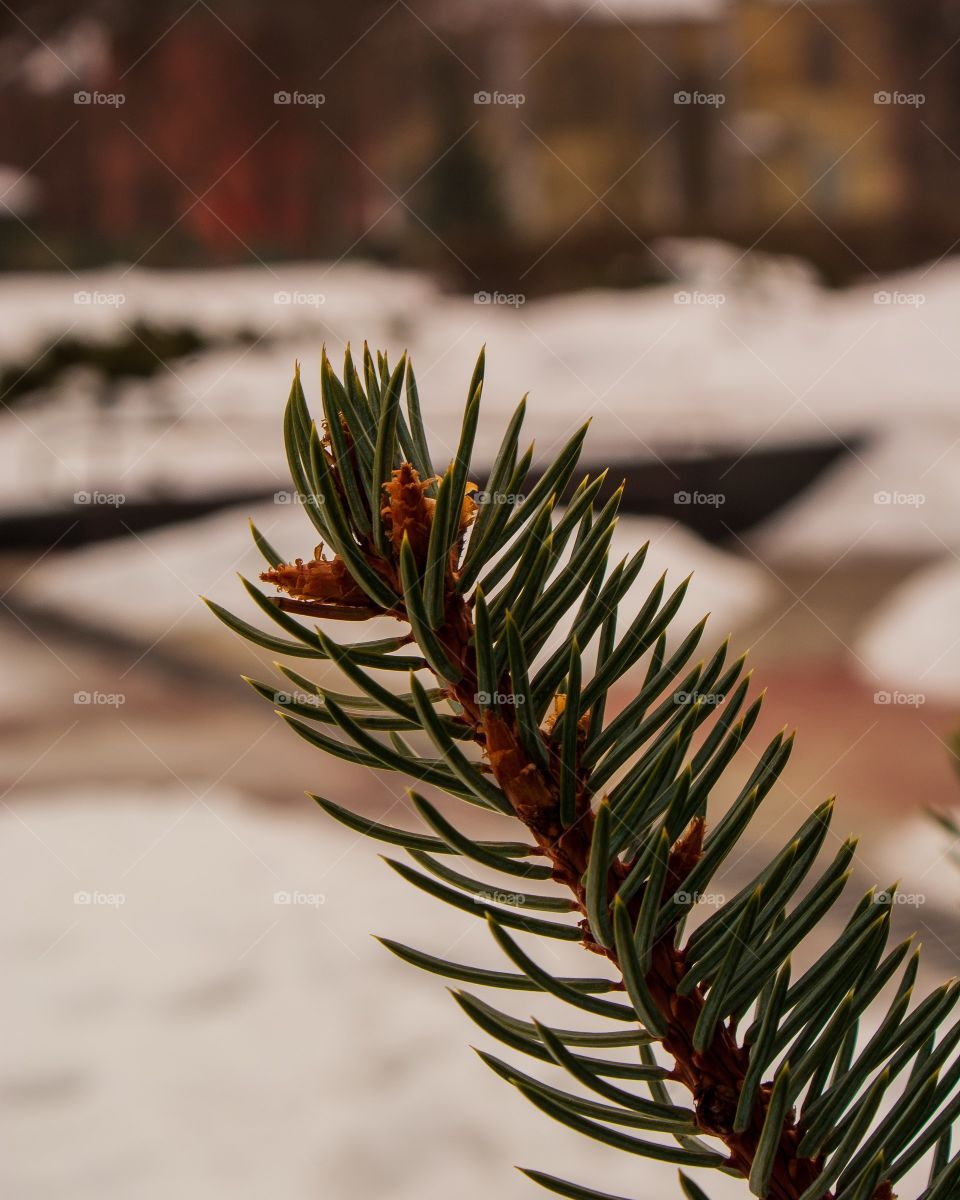 Веточка ели в зимнем парке
