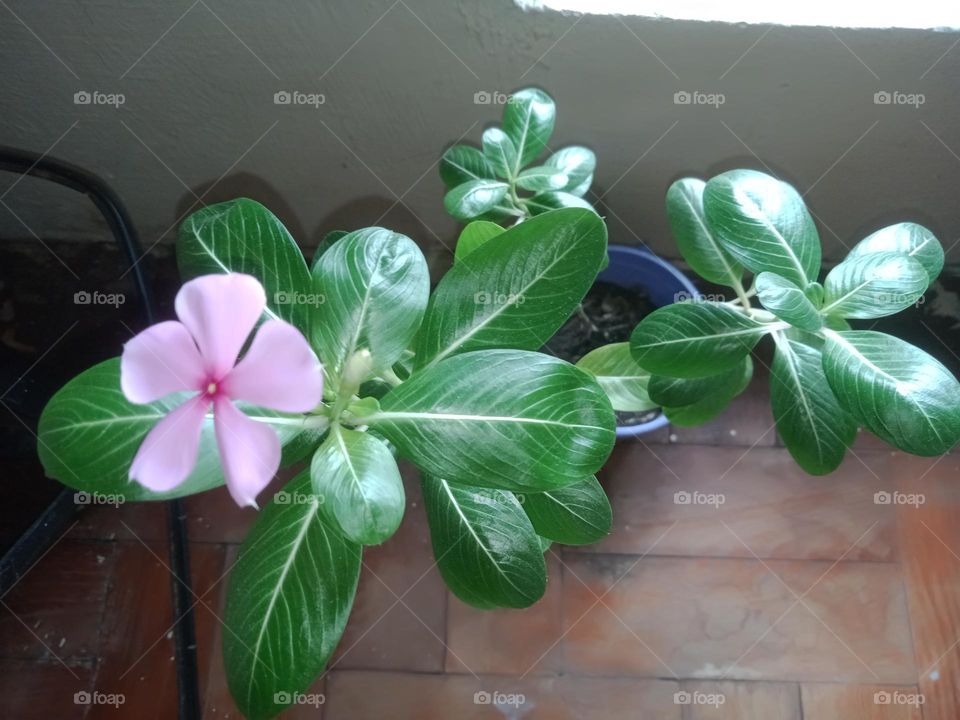 A flower of a plant near a window