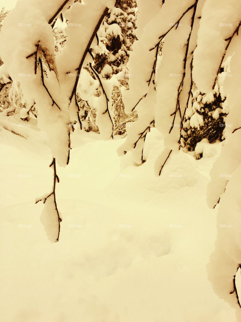 High angle view of snowy branches