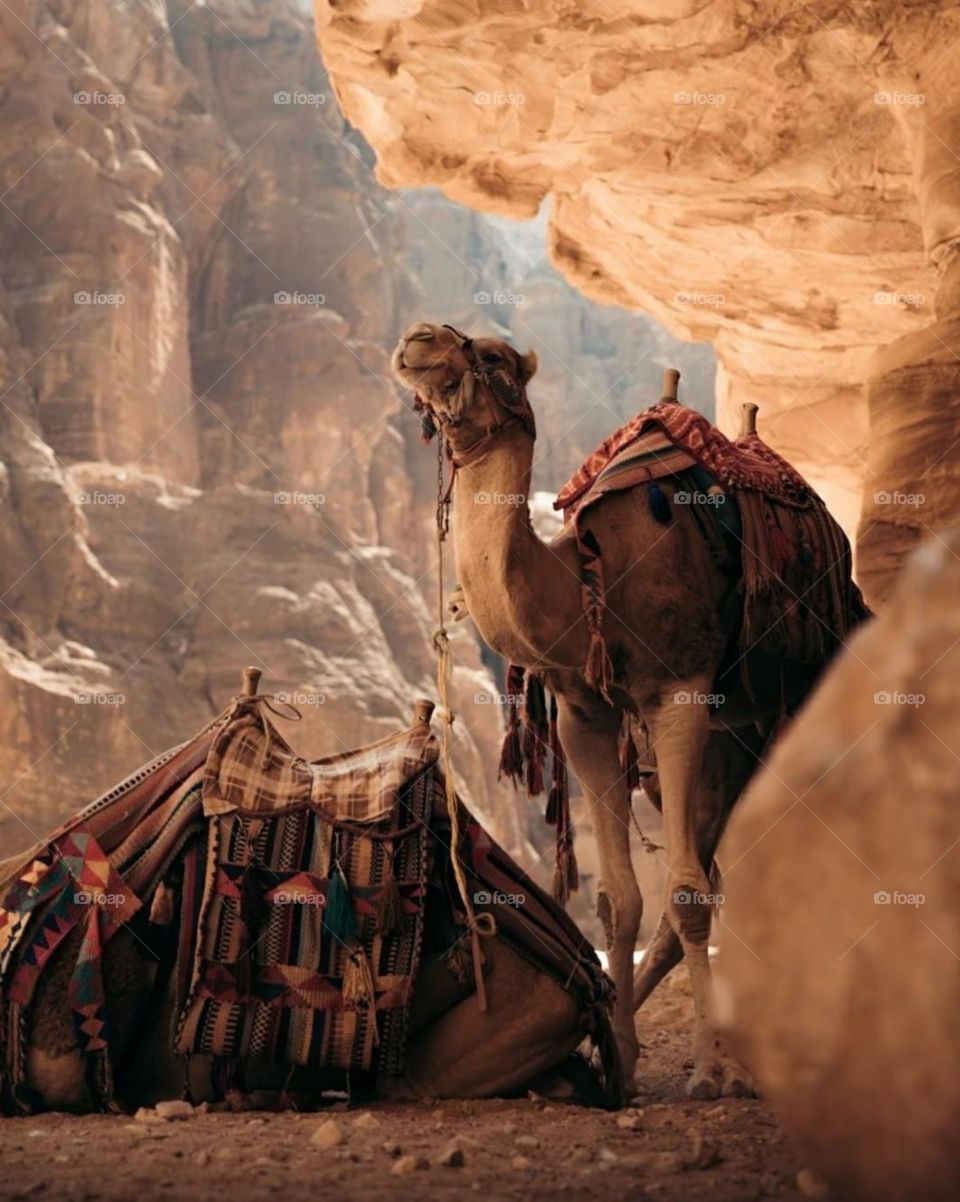 Camel 
