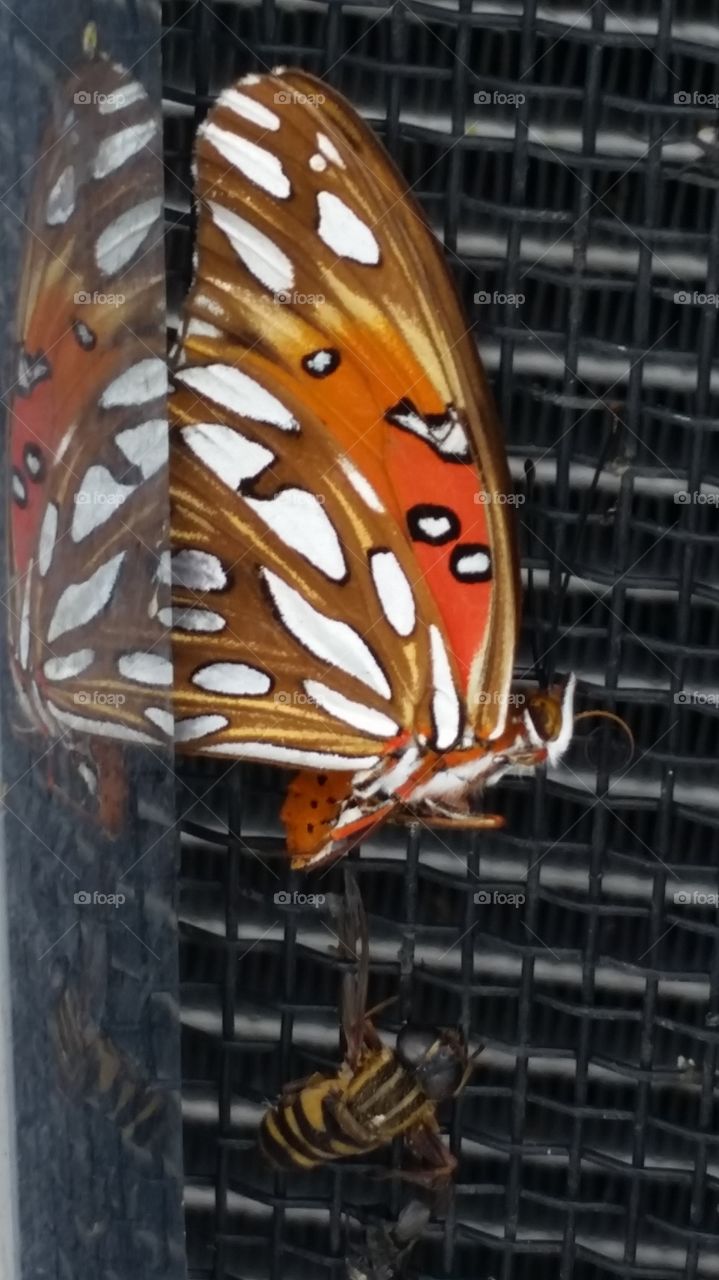 Butterfly in my grille, Edinburg, TX