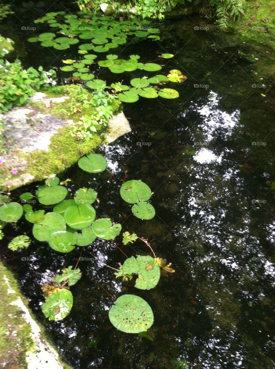 Woodland pond