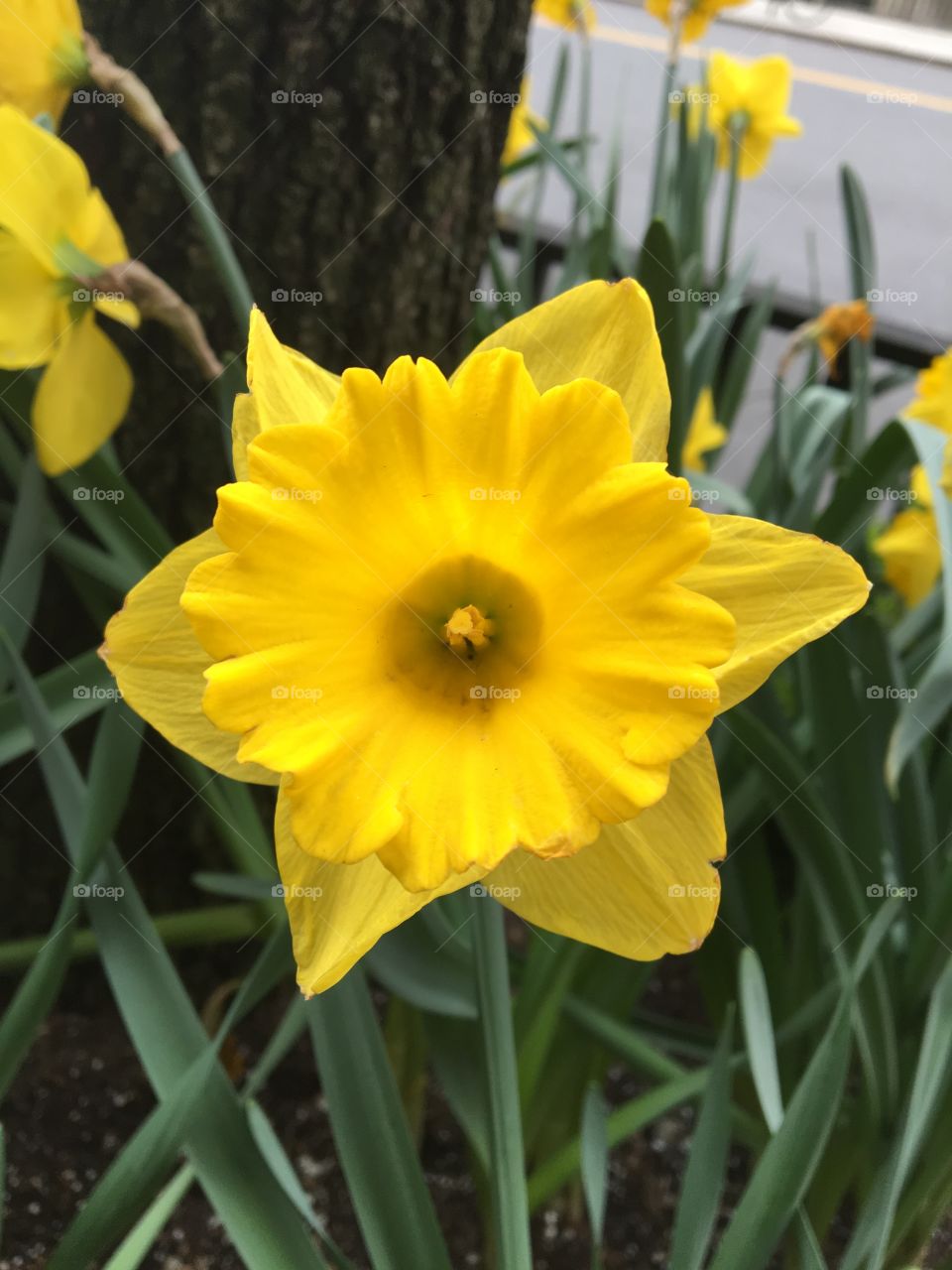 Daffodil