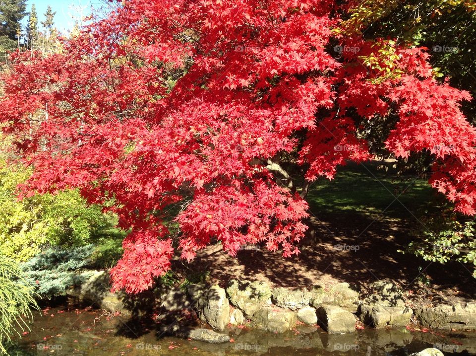 Autumn in the park