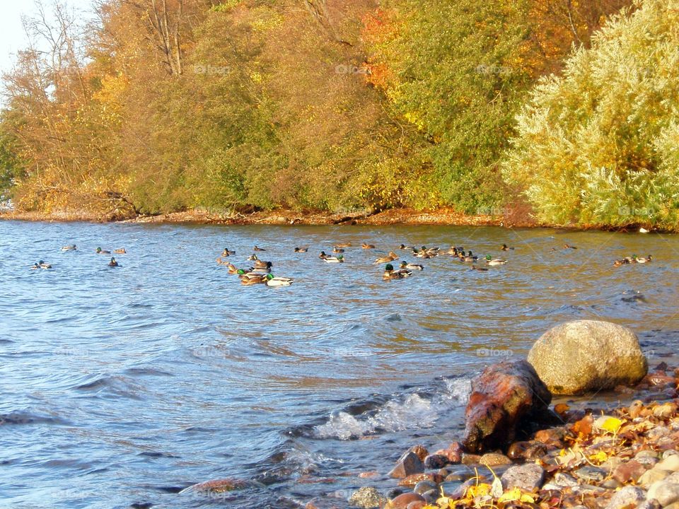 Ducks swimming