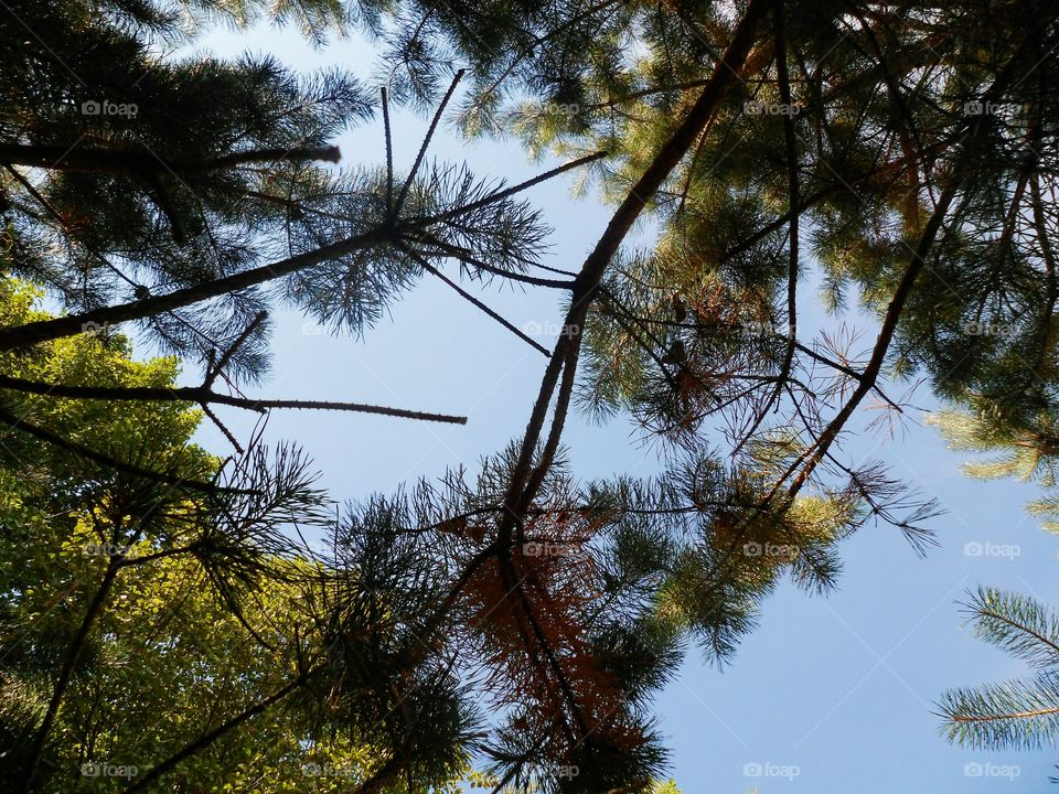 Low angle view of tree branch