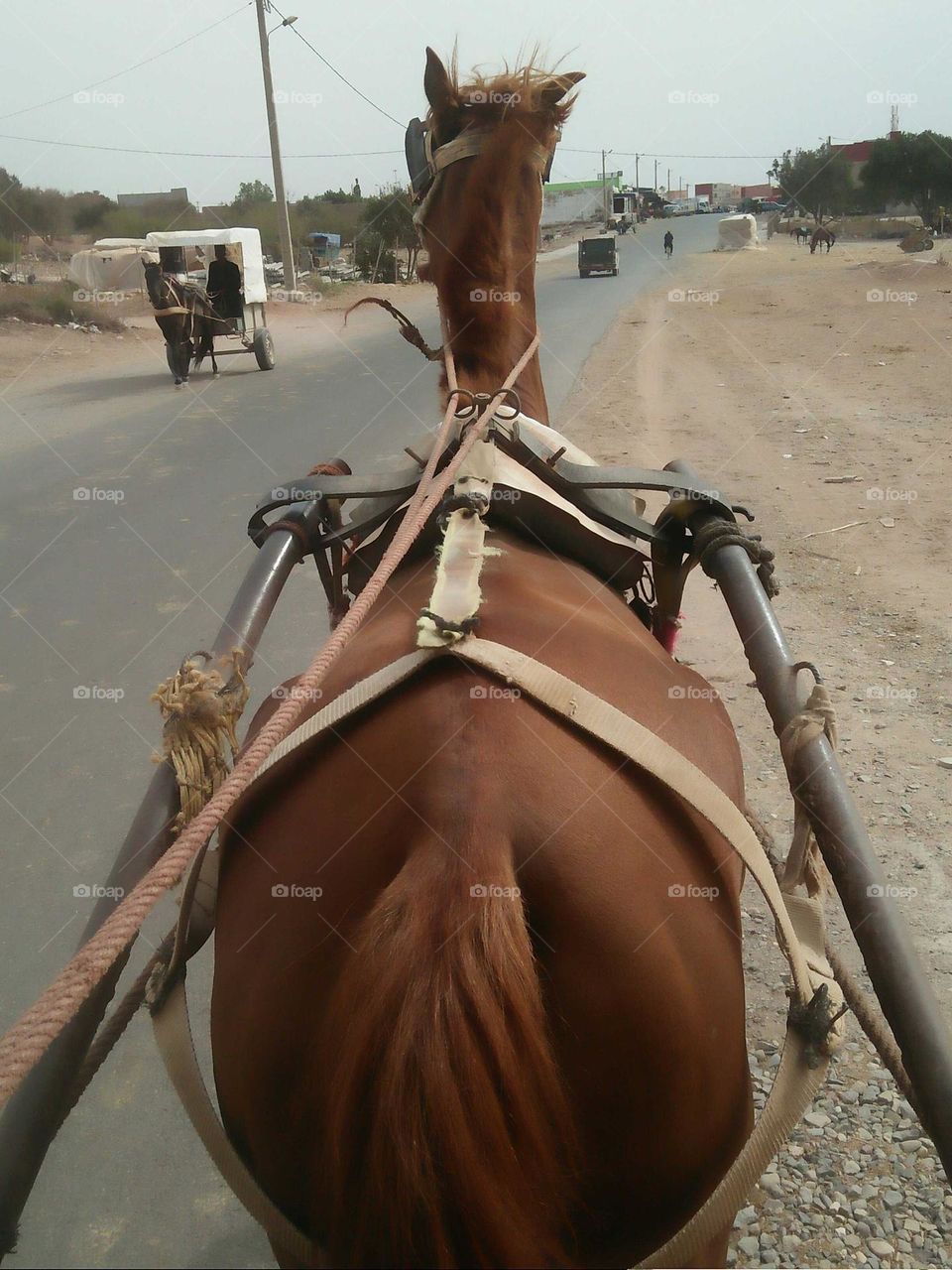 Public transport in Morocco:  Caleche.