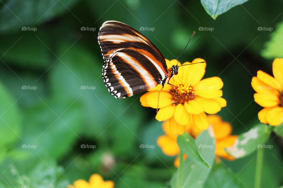 Striped Butterfly on yellow spring flower