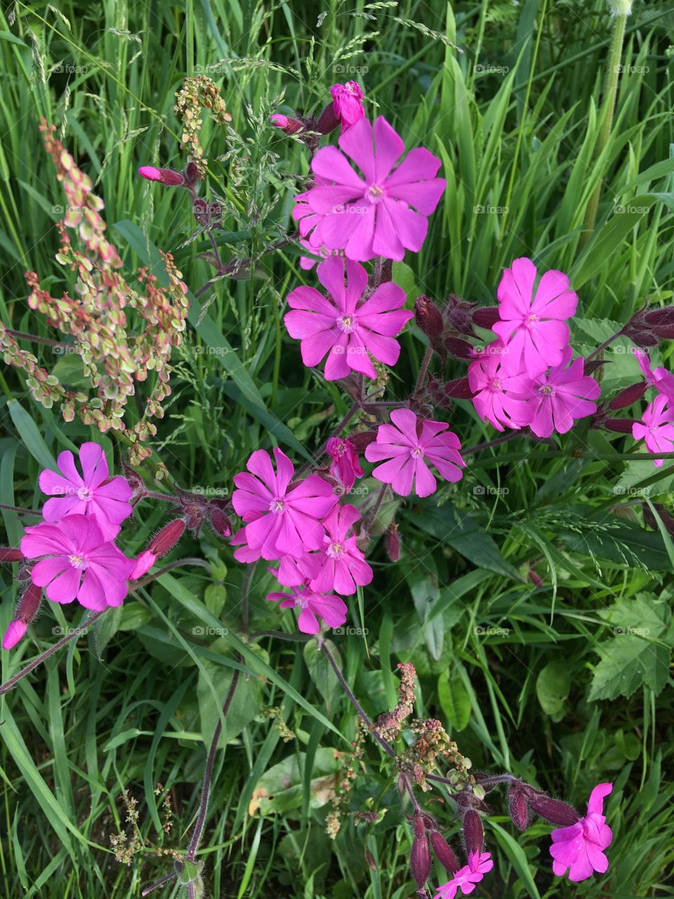 Purple flowers in full bloom, beautiful petals against deep green grass on the North Devon Coastal path. 