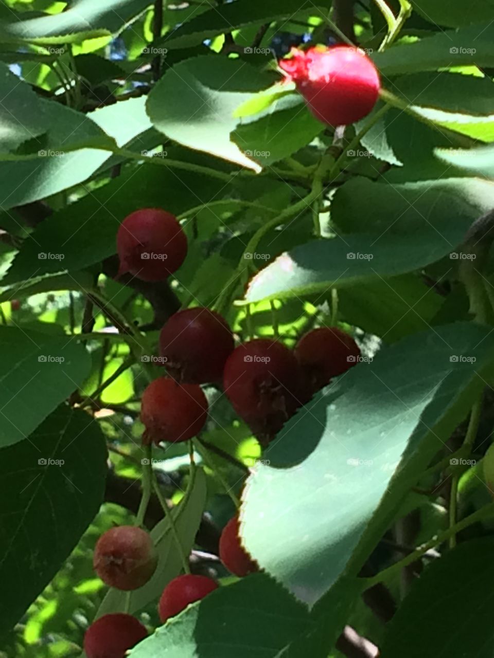 Native berries