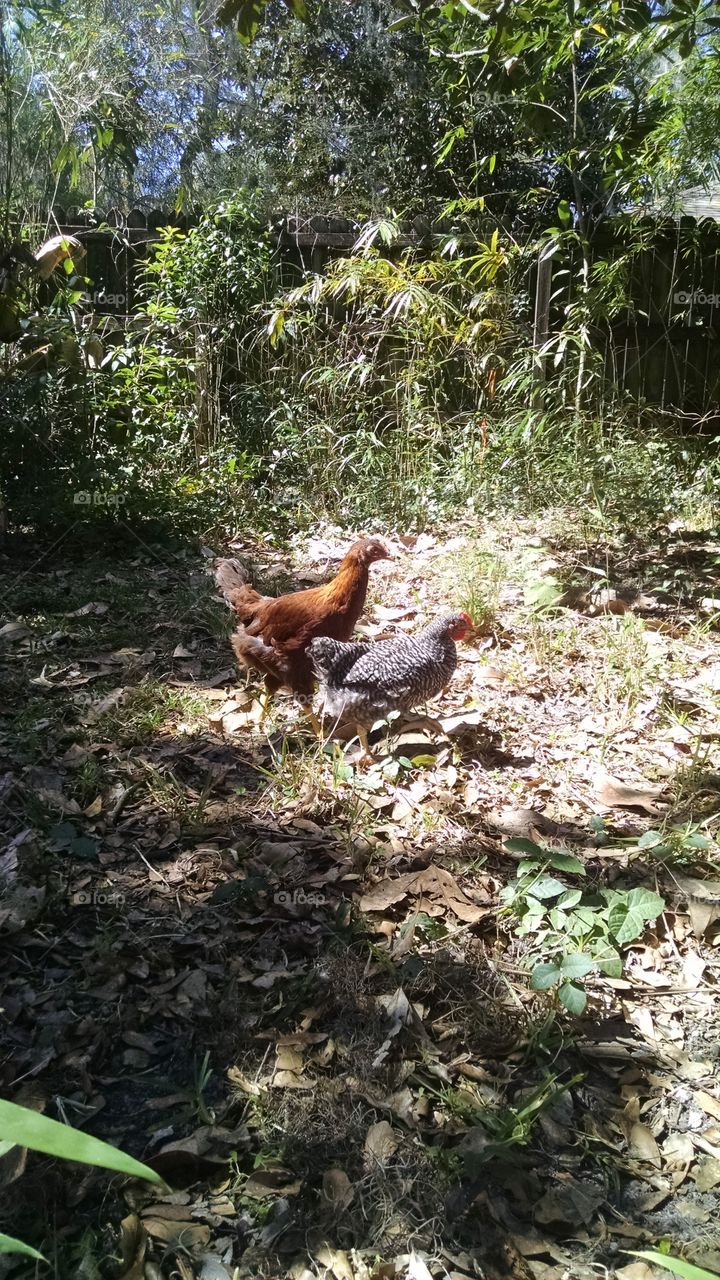 Free Range Chickens