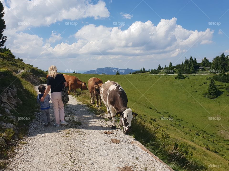 free range cows in Bavaria, walking along an alpine walking track, passing hikers