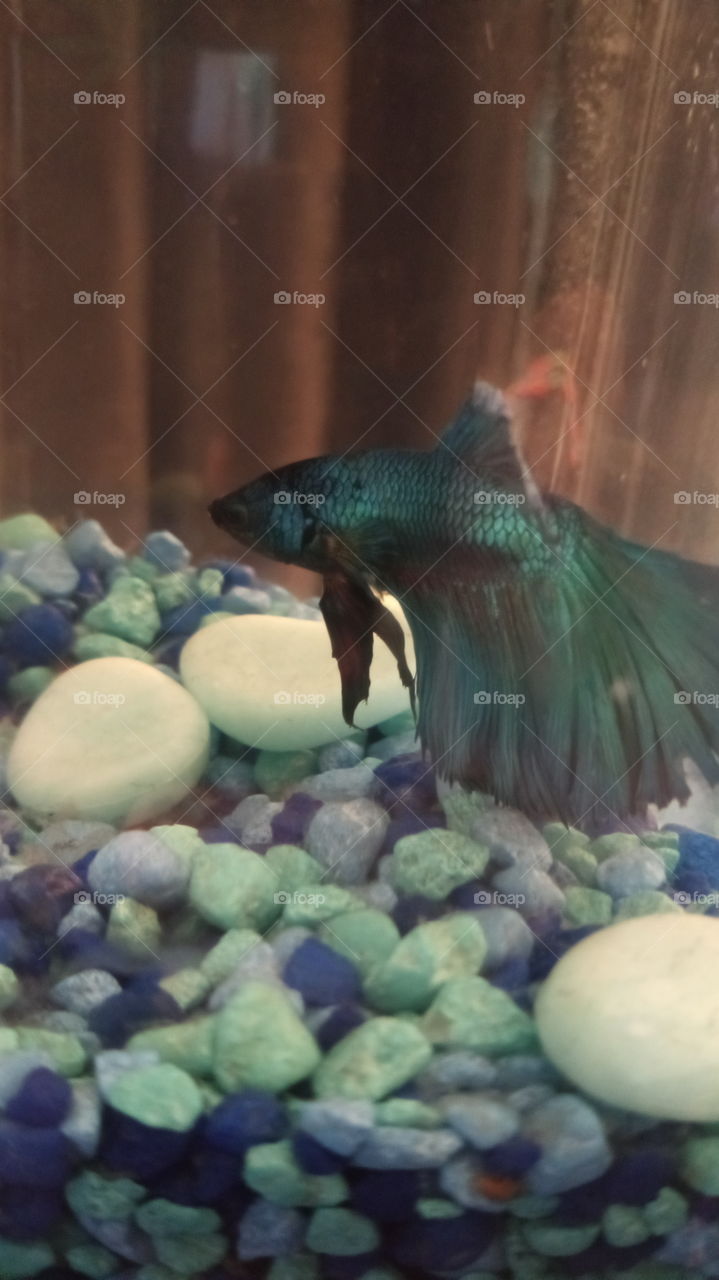 my betta
