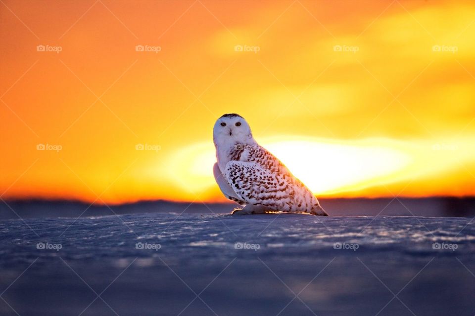 Take a look at this amazing owl in this sunset.