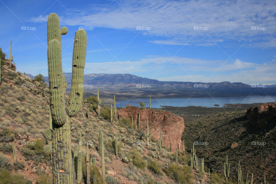 sky green lake cactus by katers596