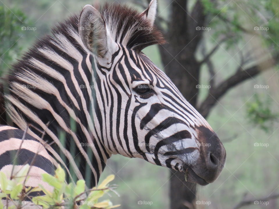 This is a common zebra taken near pretoriuskop in the Kruger national Park in South Africa