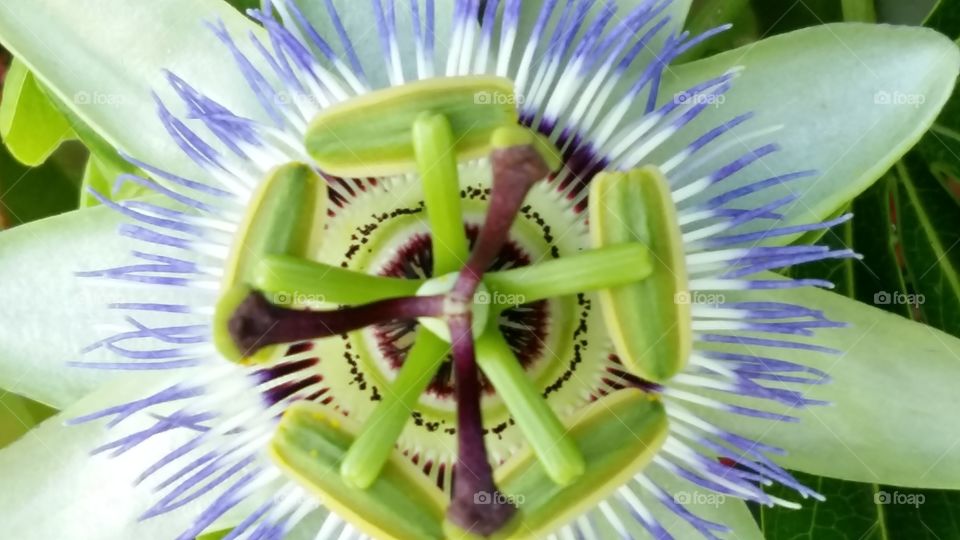 Passion Flower