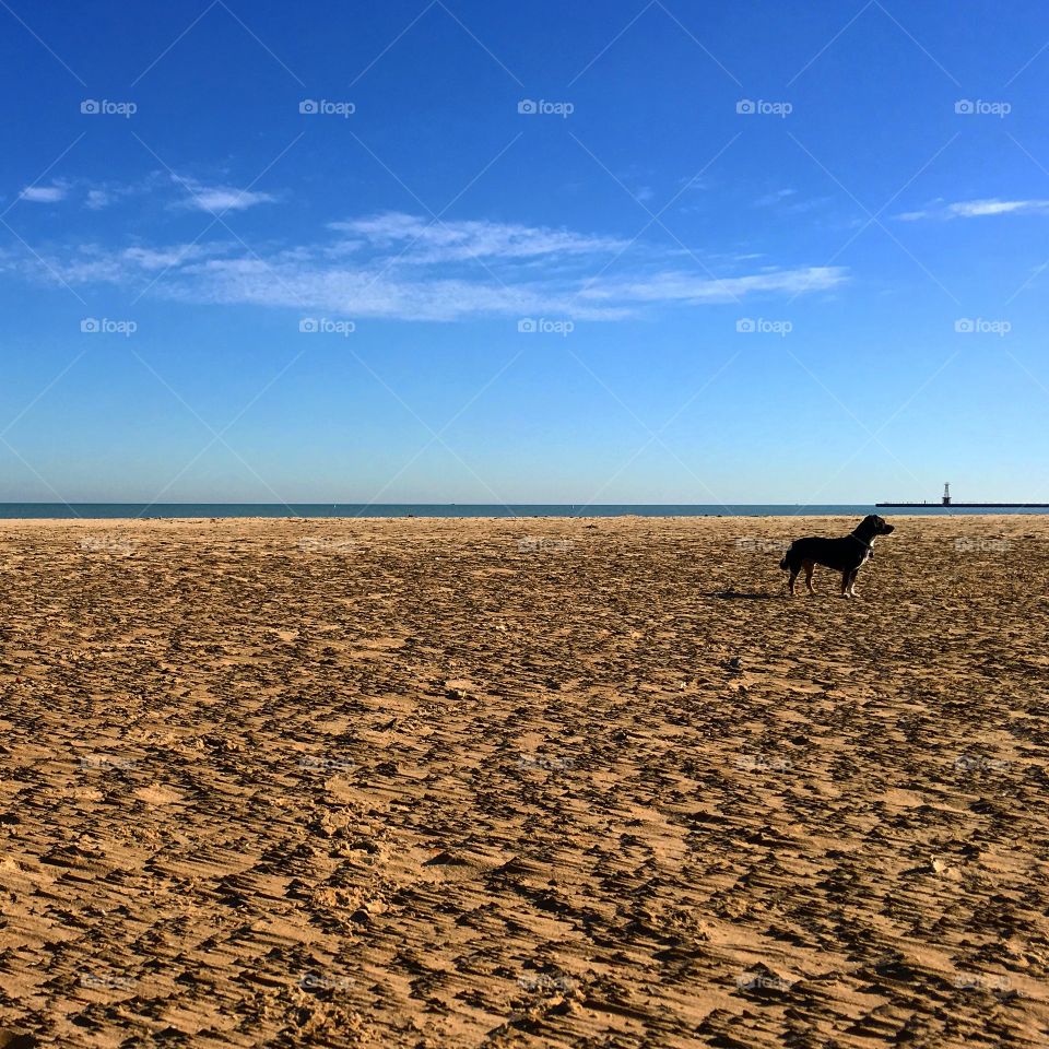 Black dog looks into the distance on a windy beach