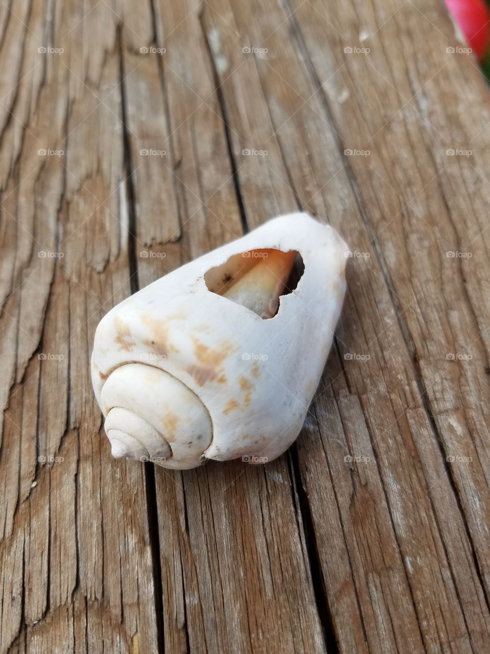 broken seashell