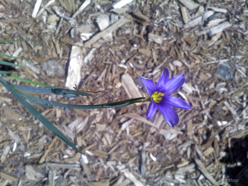 yellow nature flower purple by jmh