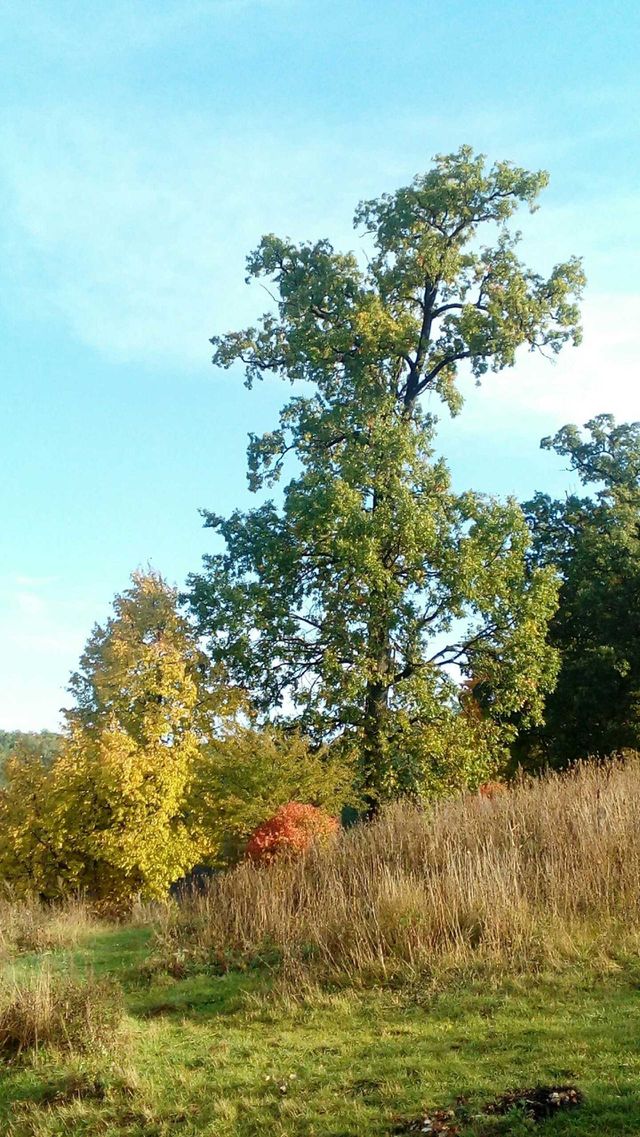 nature
