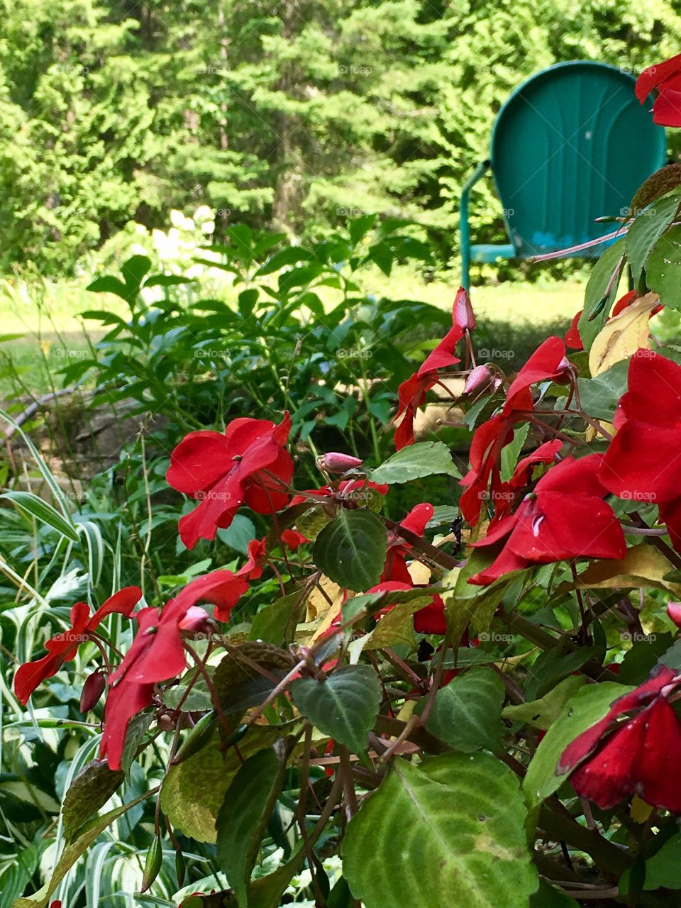 Red impatience flowers at the country house 