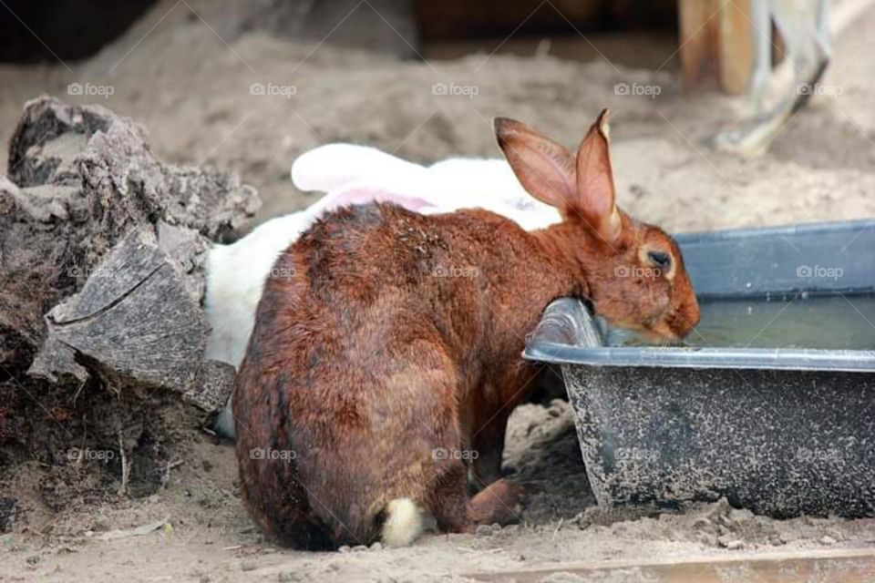Rabbit Drinking