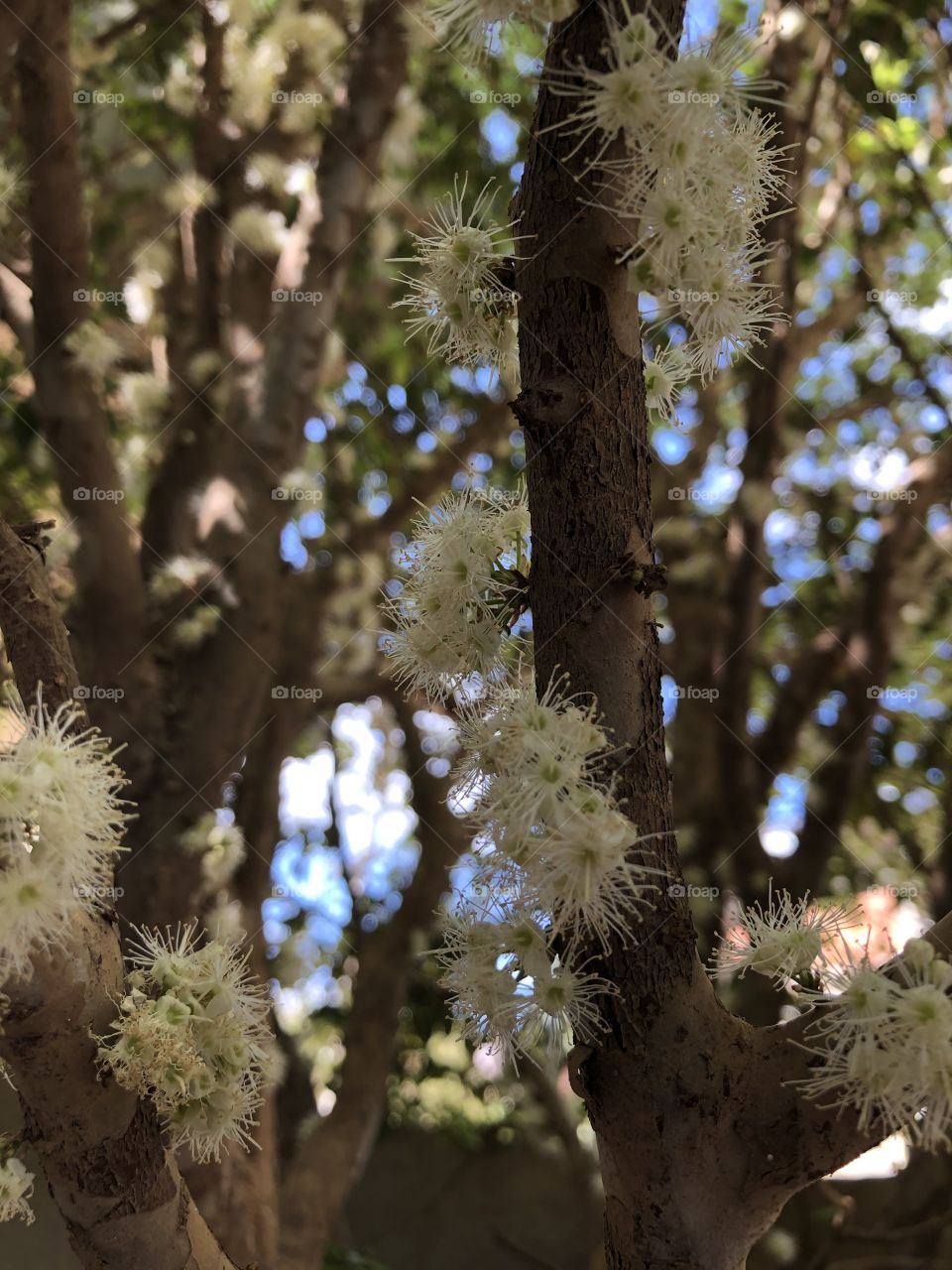 Jabuticaba 