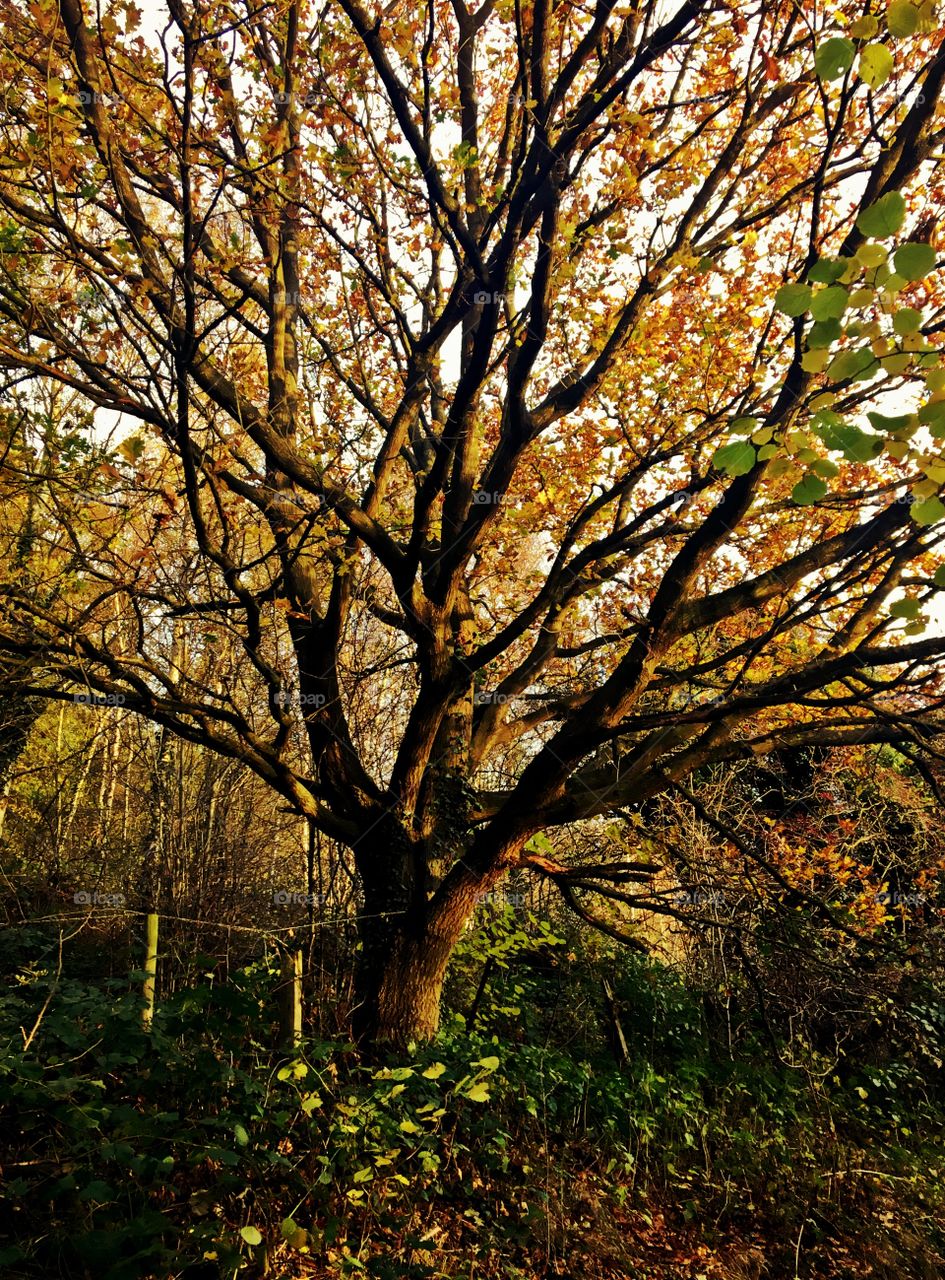 Oak tree in Autumn 