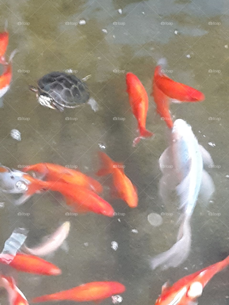 fountain of goldfish and a turtle