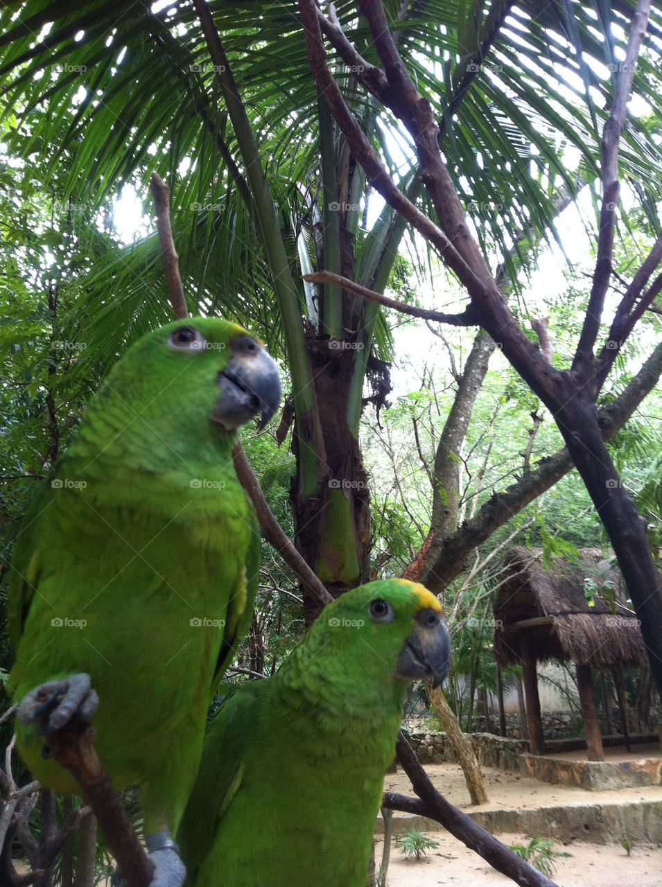 green tree pair parrots by Nikita80