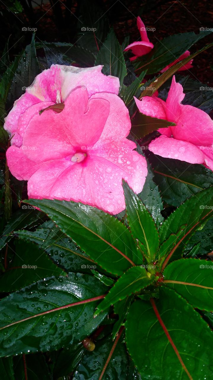 Flower, Nature, No Person, Flora, Garden