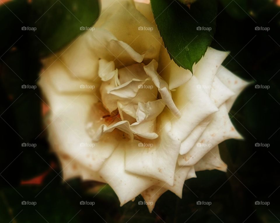 Beautiful white flower